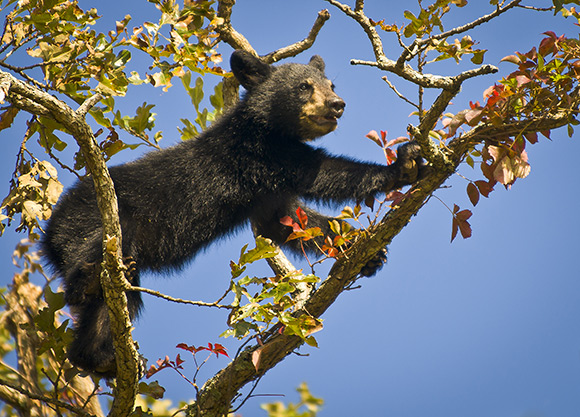 black bear