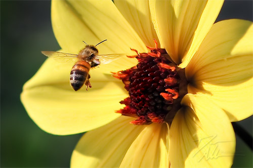 bee in flight