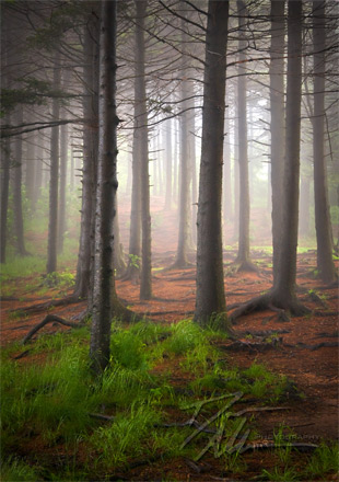 enchanted forest on black balsam